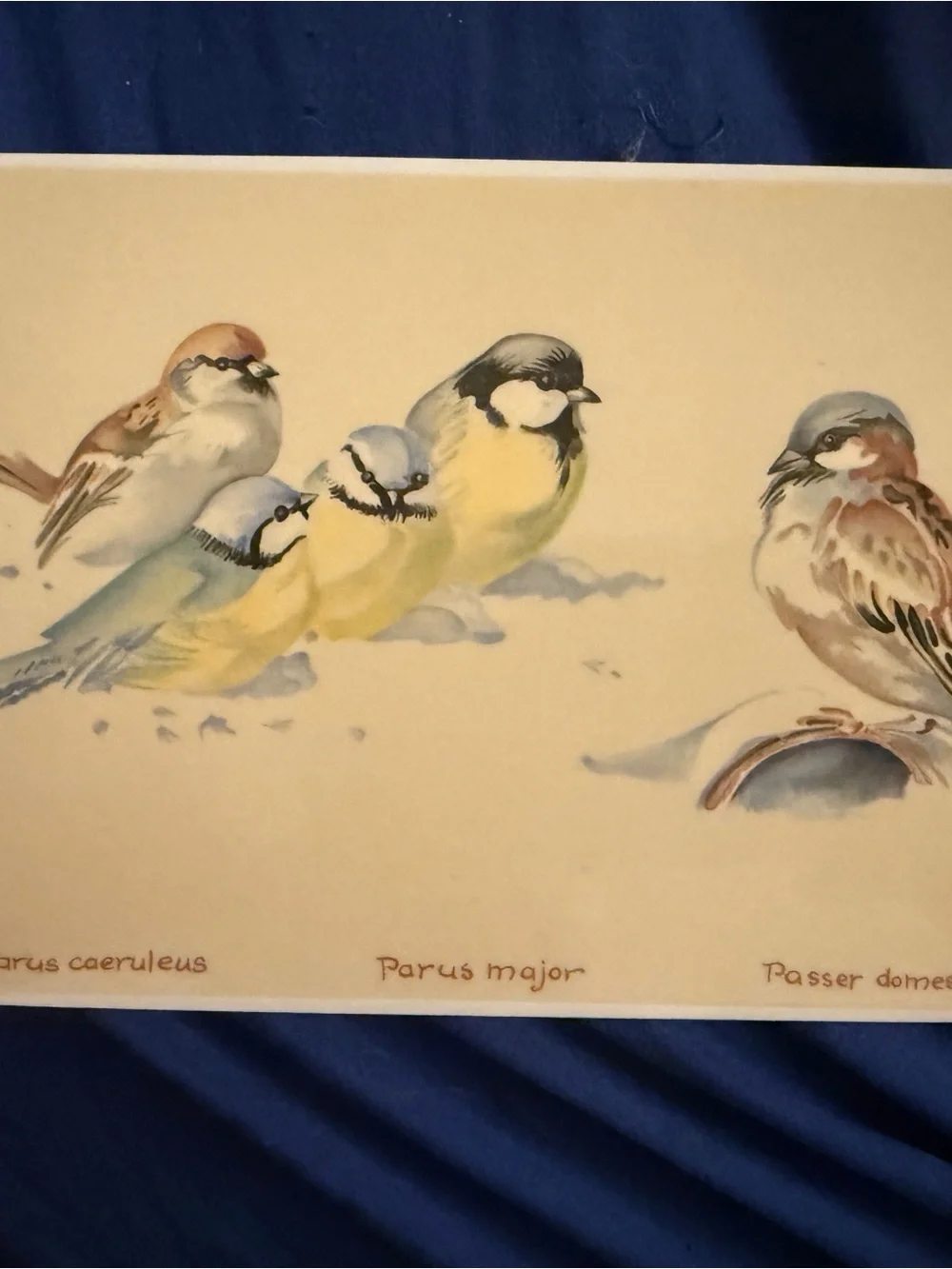 Villeroy & Boch Edith Holden Cerulean and Yellow Songbirds Art Porcelain